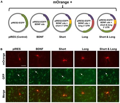 The 3′ UTRs of Brain-Derived Neurotrophic Factor Transcripts Differentially Regulate the Dendritic Arbor